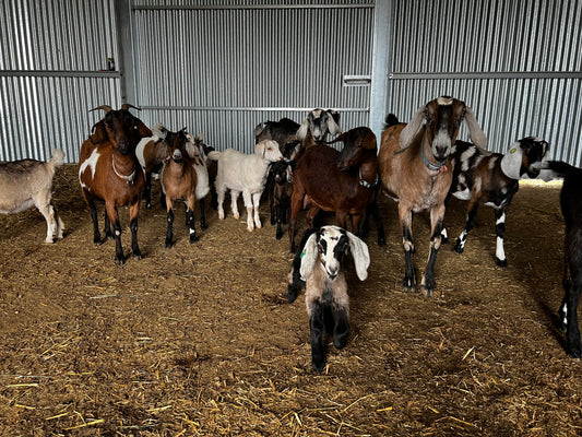 Goat Central Station