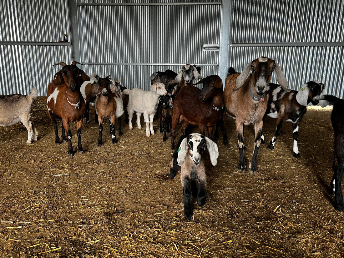 Goat Central Station