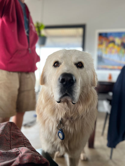 Snoot & Beans Dog Tallow Salve